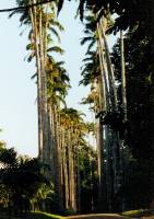 Botanischer Garten 10 
